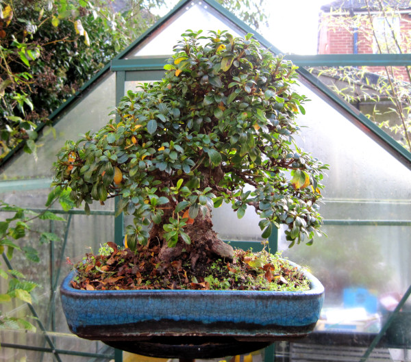 azalea bonsai